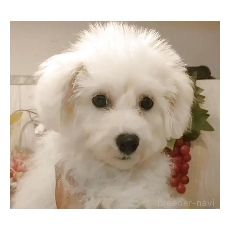 販売中の愛知県のビションフリーゼ-414546の6枚目