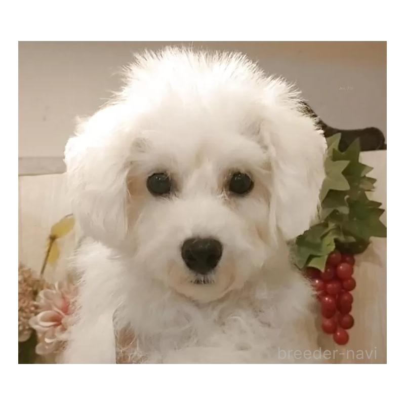 販売中の愛知県のビションフリーゼ-414546の5枚目