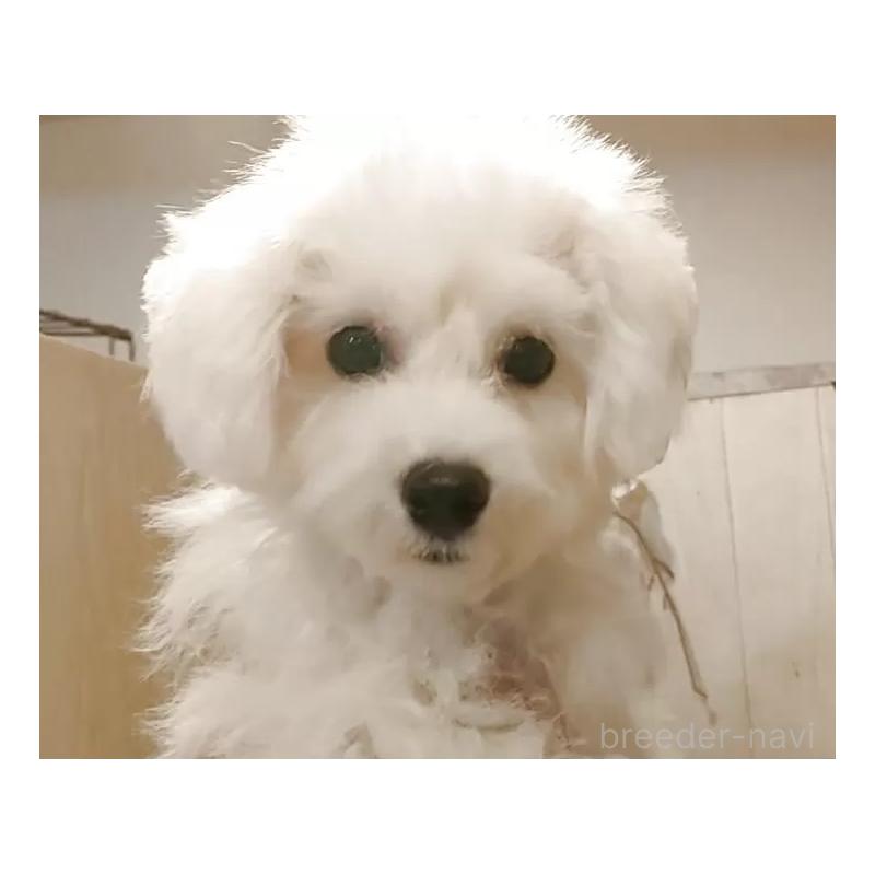 販売中の愛知県のビションフリーゼ-414546の4枚目