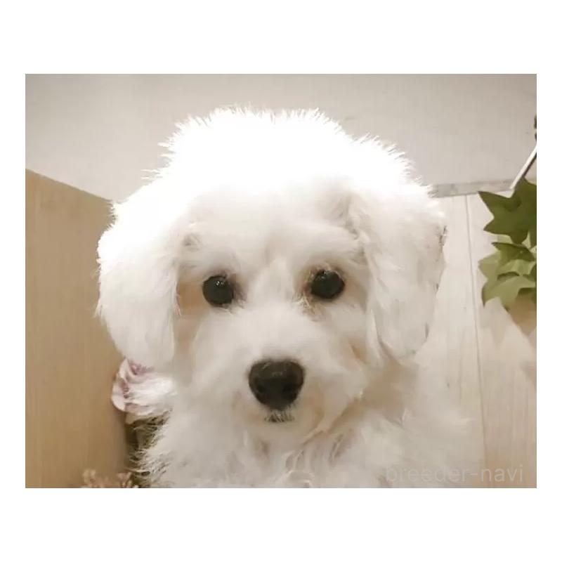 販売中の愛知県のビションフリーゼ-414546の3枚目