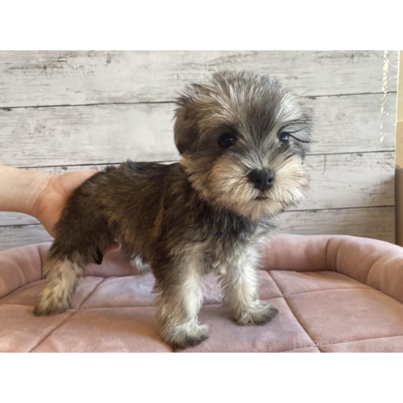 販売中の北海道のマルシュナ:マルチーズ×ミニチュアシュナウザー-423503の6枚目