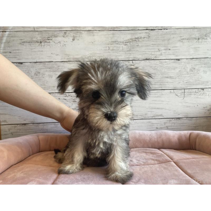 販売中の北海道のマルシュナ:マルチーズ×ミニチュアシュナウザー-423503の5枚目