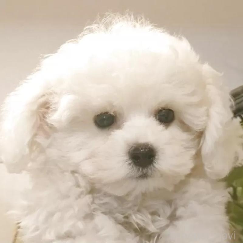 販売中の愛知県のビションフリーゼ-420436の1枚目