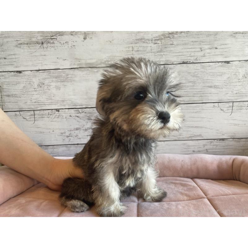 販売中の北海道のマルシュナ:マルチーズ×ミニチュアシュナウザー-423503の4枚目