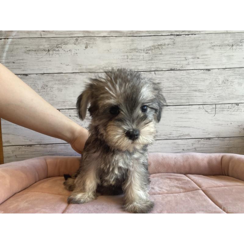 販売中の北海道のマルシュナ:マルチーズ×ミニチュアシュナウザー-423503の3枚目