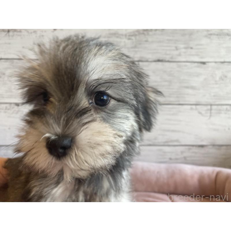 販売中の北海道のマルシュナ:マルチーズ×ミニチュアシュナウザー-423503の2枚目