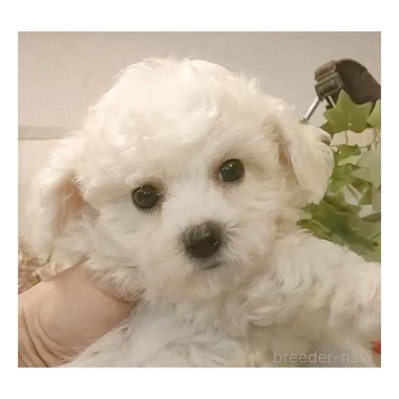 販売中の愛知県のビションフリーゼ-420436の13枚目