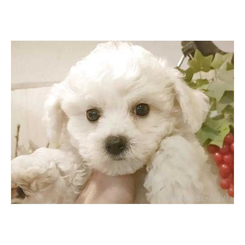 販売中の愛知県のビションフリーゼ-420436の12枚目