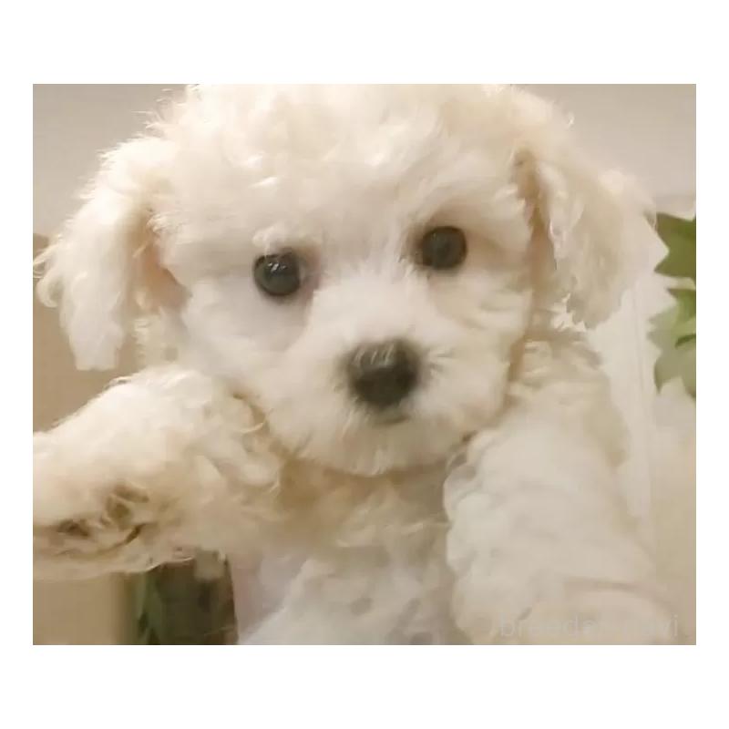 販売中の愛知県のビションフリーゼ-420436の11枚目