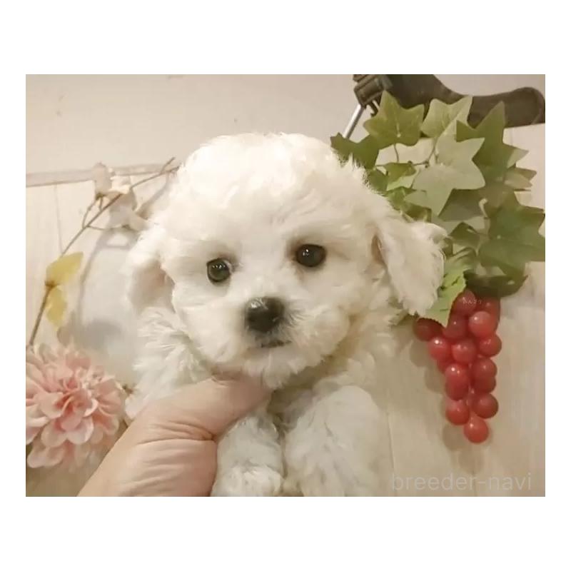 販売中の愛知県のビションフリーゼ-420436の10枚目