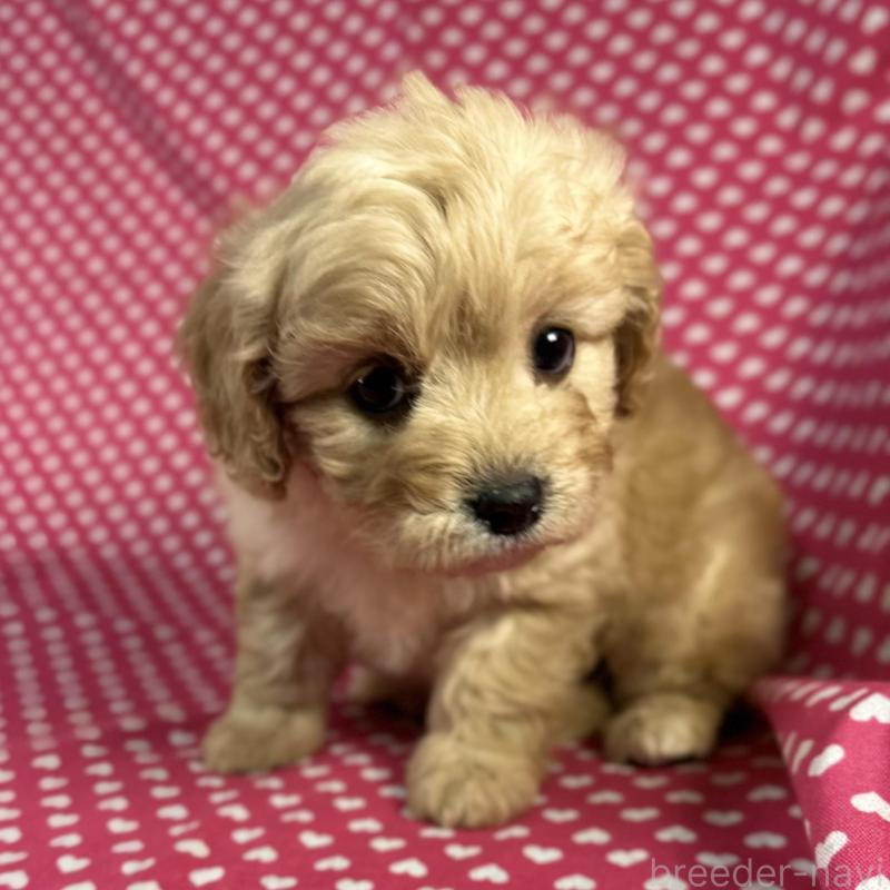 販売中の北海道のミックス犬-429337の1枚目