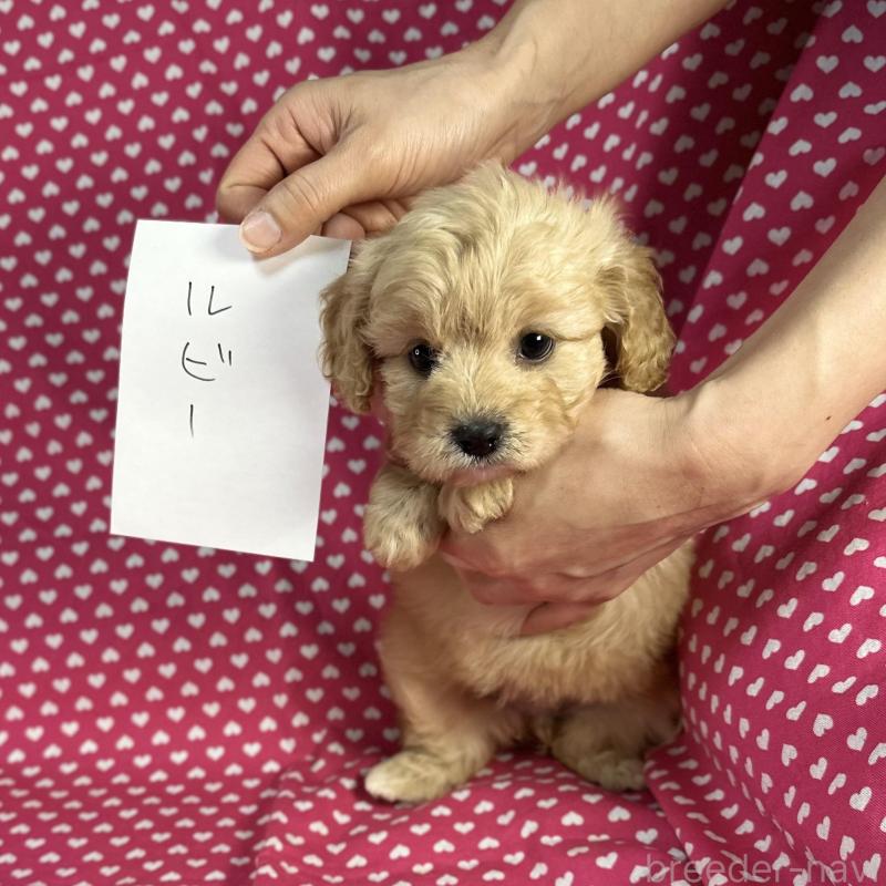 販売中の北海道のミックス犬-429337の3枚目