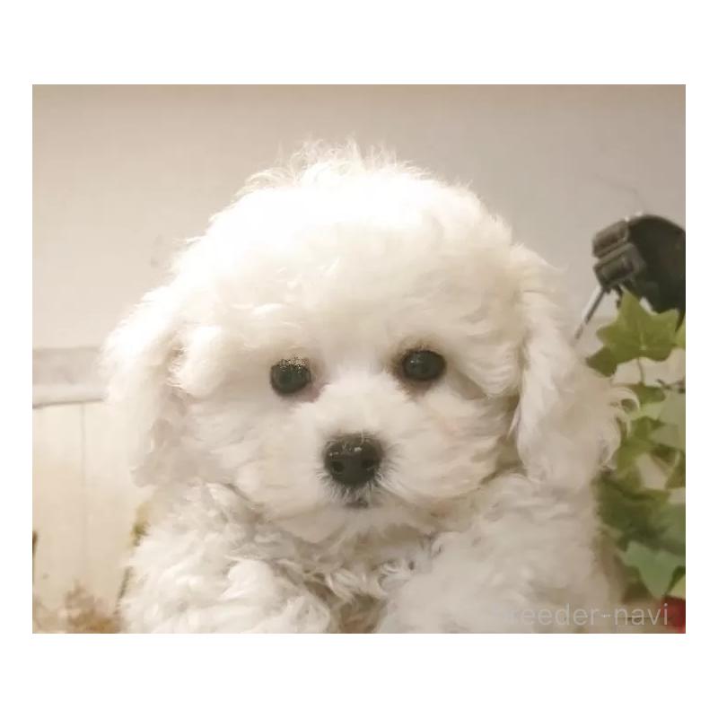 販売中の愛知県のビションフリーゼ-420436の6枚目