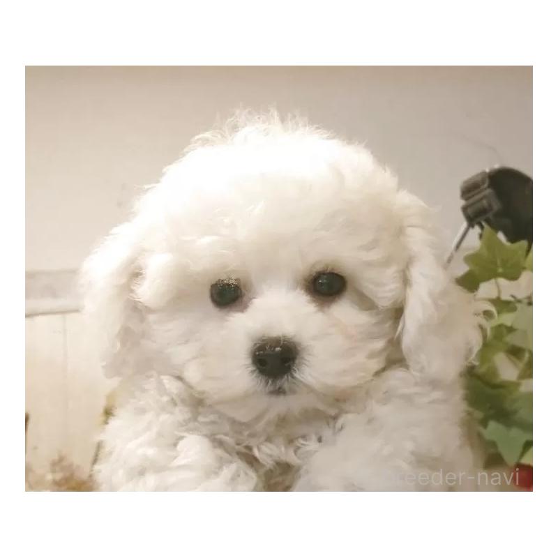 販売中の愛知県のビションフリーゼ-420436の5枚目