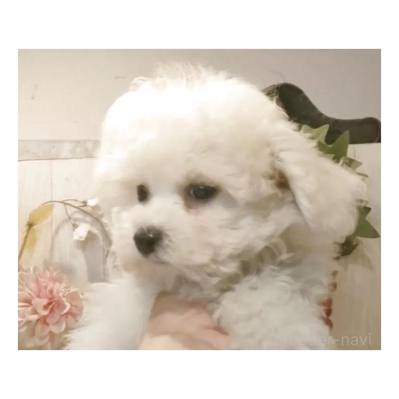 販売中の愛知県のビションフリーゼ-420436の3枚目