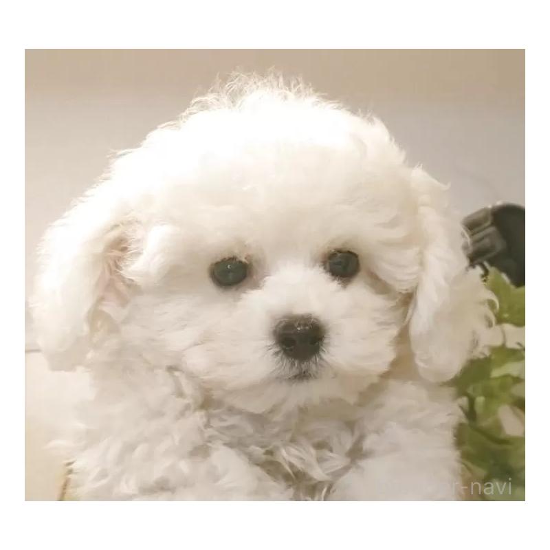 販売中の愛知県のビションフリーゼ-420436の2枚目