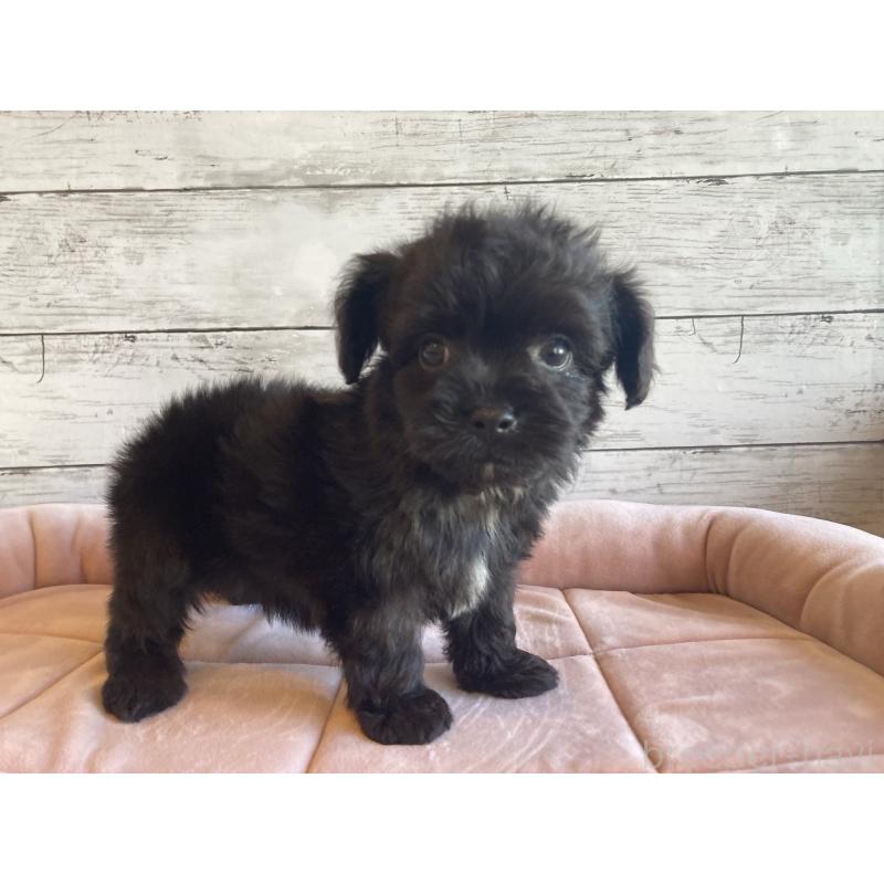 成約済の北海道のチワプー:チワワ×トイプードル-426340の4枚目