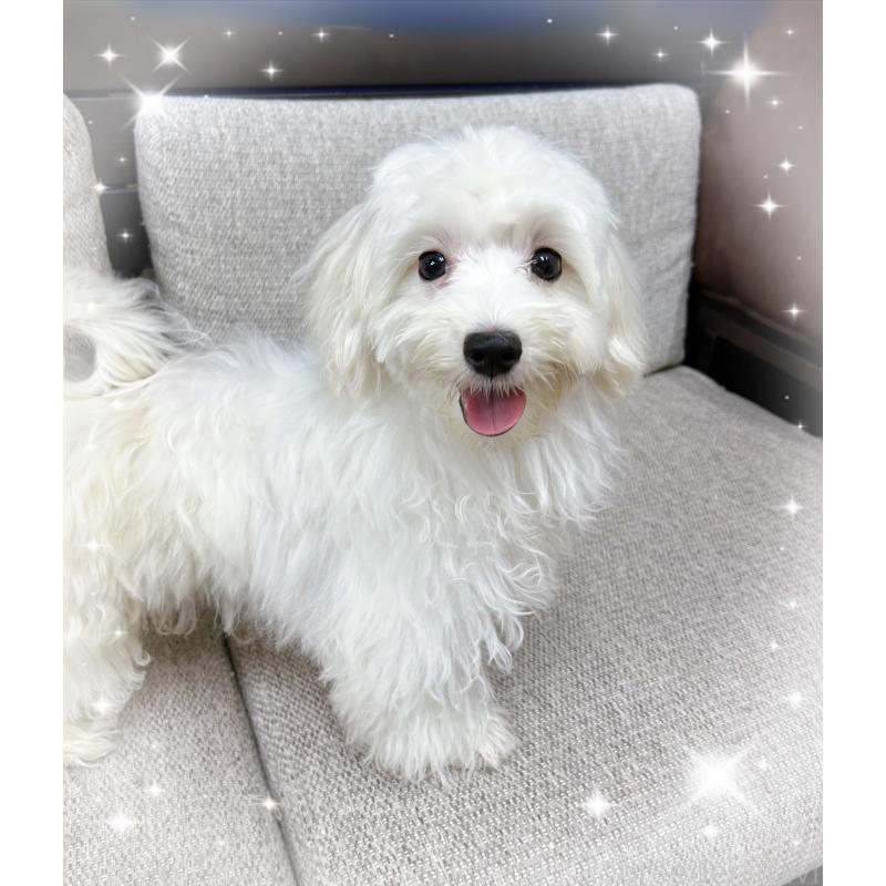 販売中の東京都のマルチーズ-400749の2枚目