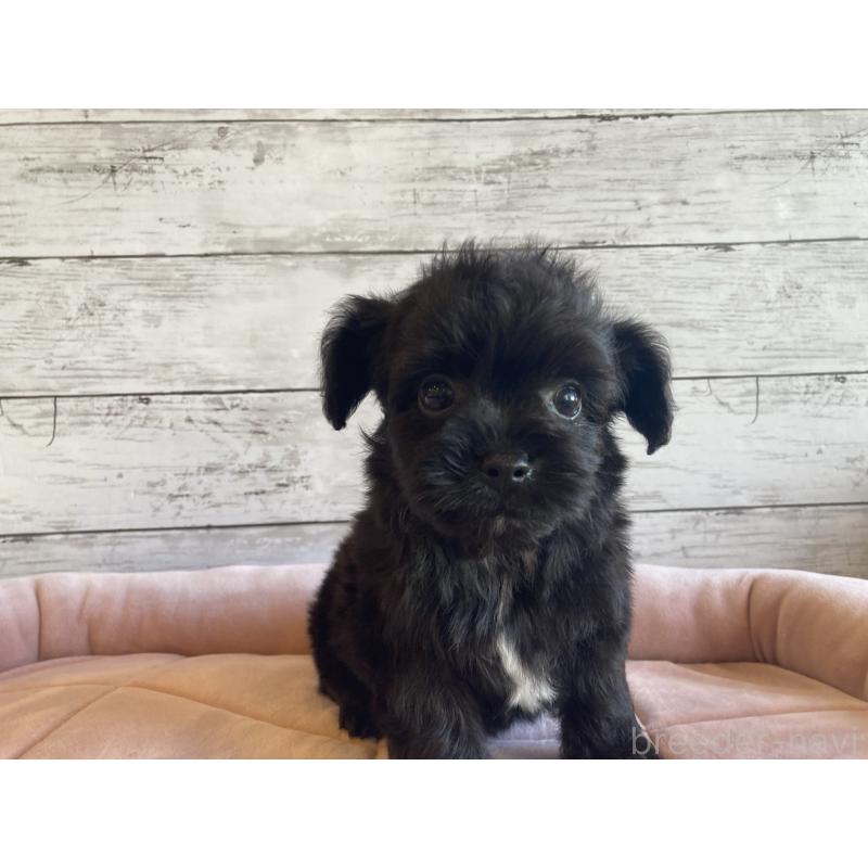 成約済の北海道のチワプー:チワワ×トイプードル-426340の2枚目