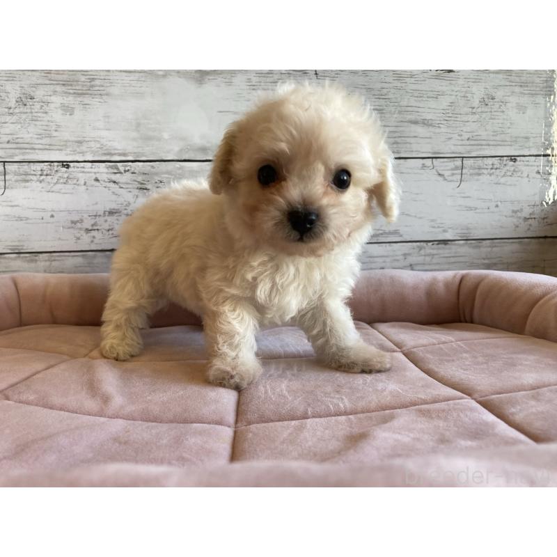 成約済の北海道のチワプー:チワワ×トイプードル-426341の6枚目