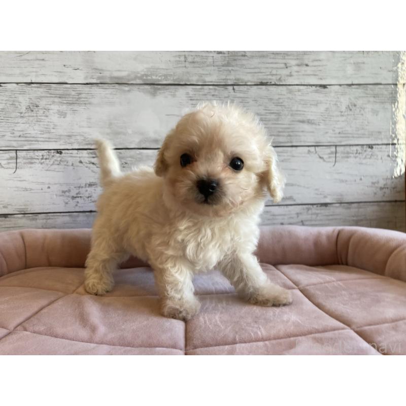 成約済の北海道のチワプー:チワワ×トイプードル-426341の5枚目