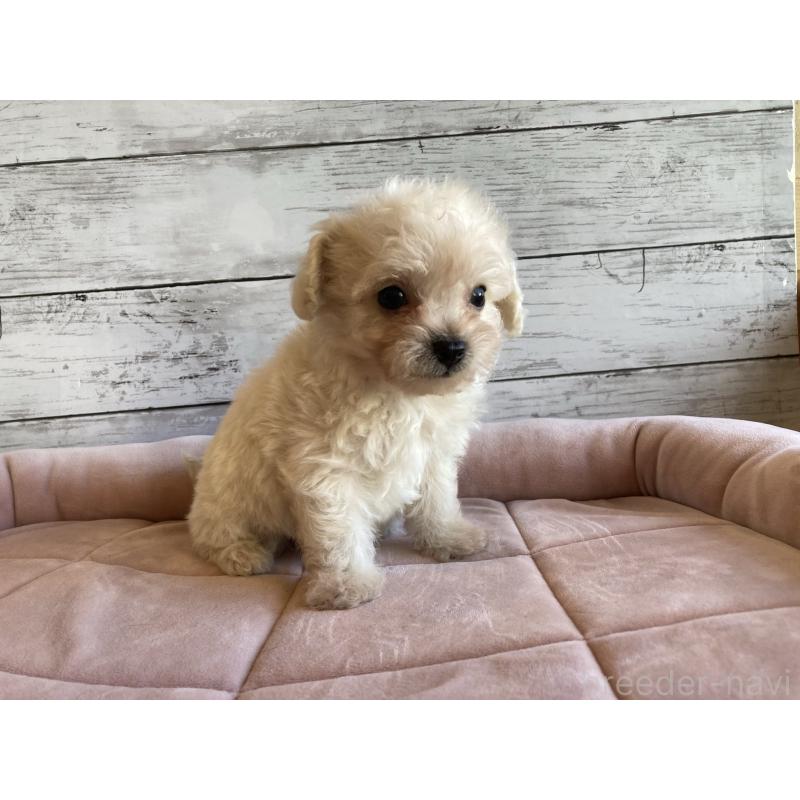 成約済の北海道のチワプー:チワワ×トイプードル-426341の4枚目