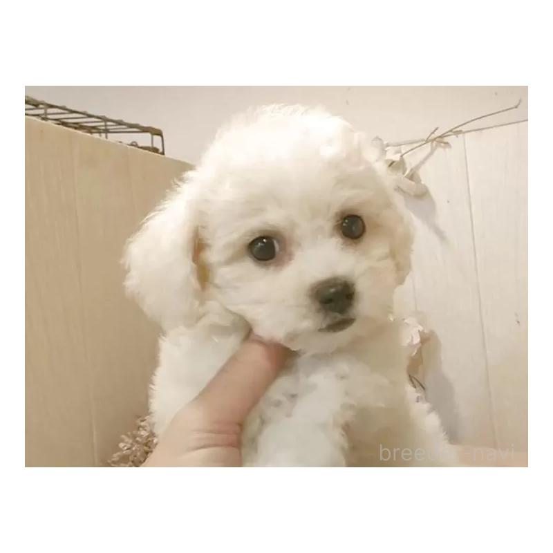 販売中の愛知県のビションフリーゼ-420448の14枚目