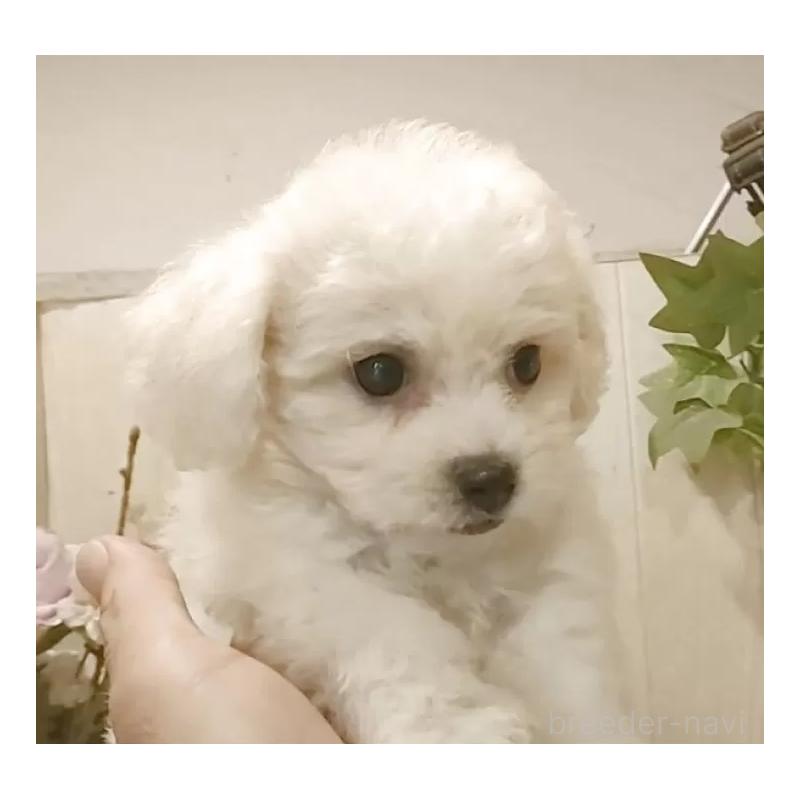 販売中の愛知県のビションフリーゼ-420448の12枚目