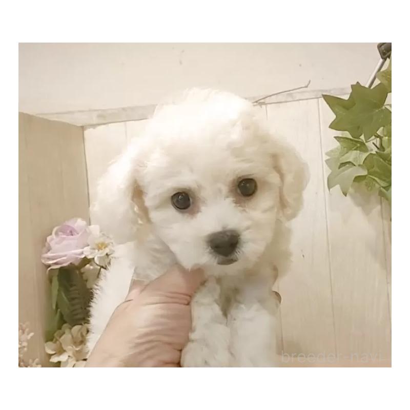 販売中の愛知県のビションフリーゼ-420448の11枚目