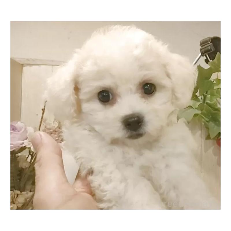 販売中の愛知県のビションフリーゼ-420448の8枚目