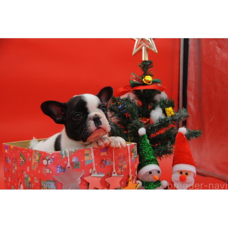 販売中の岡山県のフレンチブルドッグ-429338の2枚目