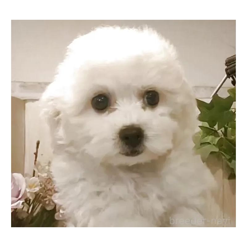 販売中の愛知県のビションフリーゼ-420448の7枚目