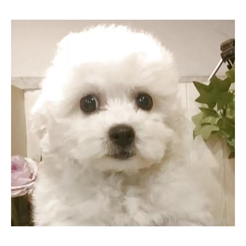 販売中の愛知県のビションフリーゼ-420448の6枚目