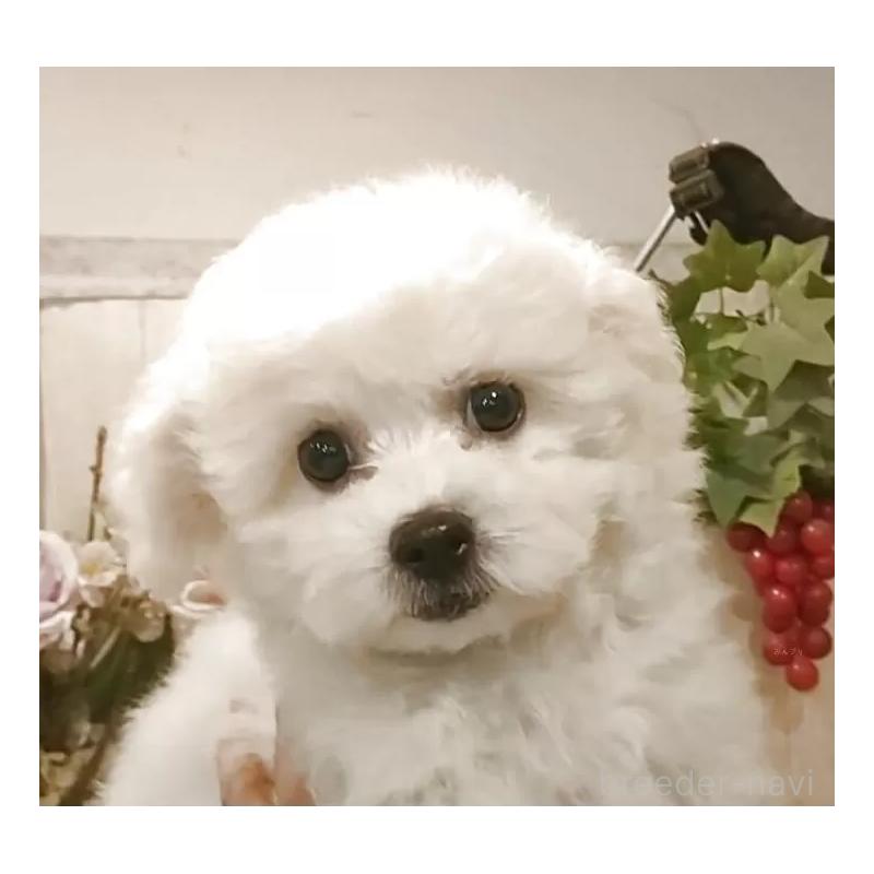 販売中の愛知県のビションフリーゼ-420448の4枚目