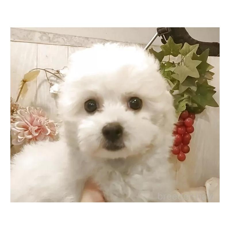 販売中の愛知県のビションフリーゼ-420448の2枚目