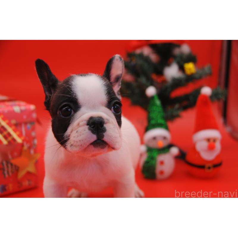 販売中の岡山県のフレンチブルドッグ-429340の8枚目