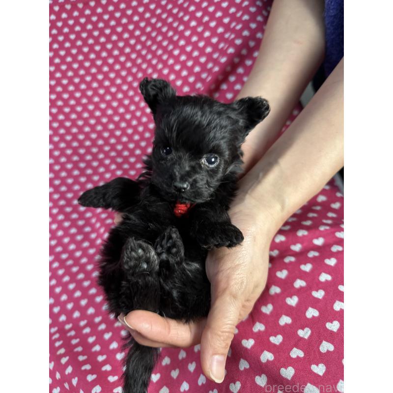 販売中の北海道のポメプー:ポメラニアン×トイプードル-429339の4枚目