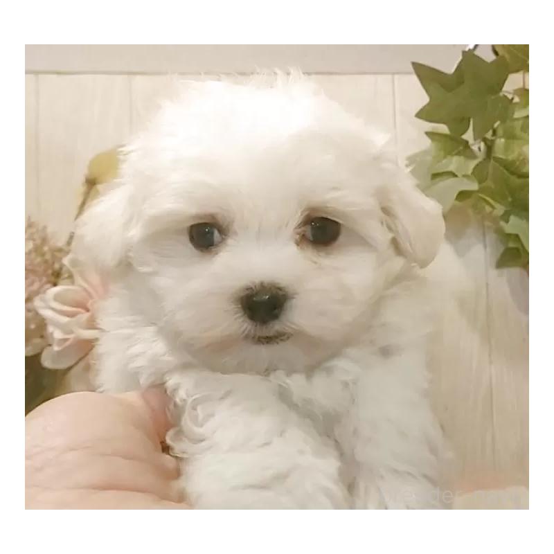 販売中の愛知県のマルチーズ-429341の8枚目