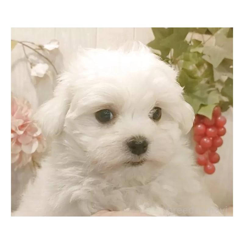 販売中の愛知県のマルチーズ-429341の7枚目