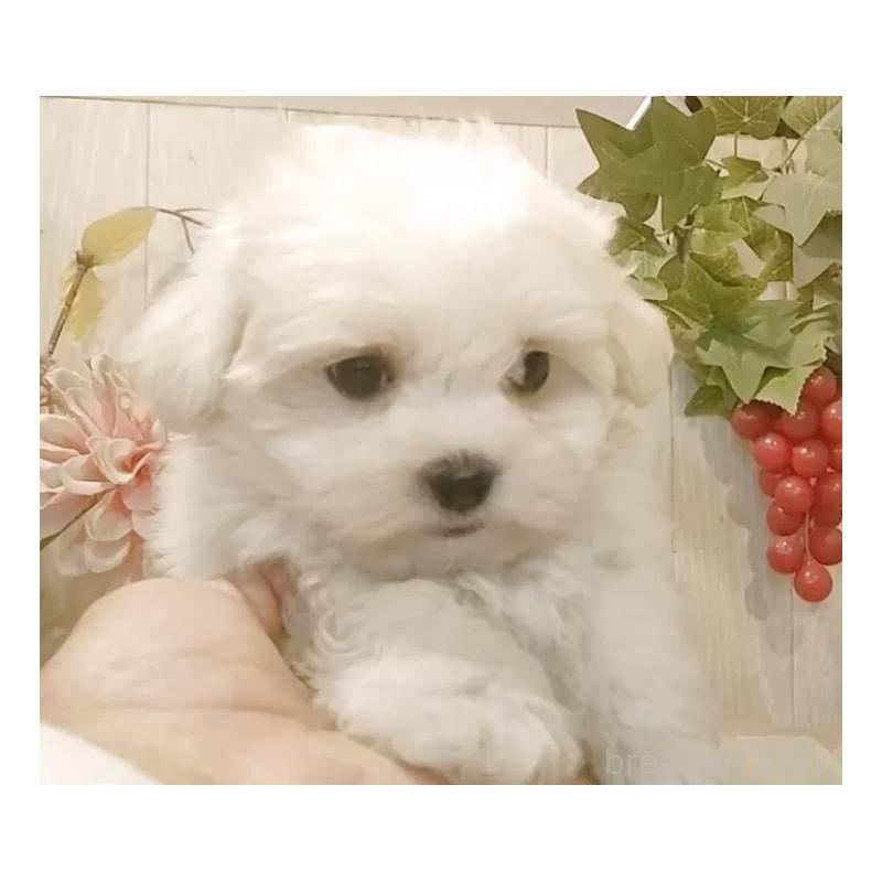 販売中の愛知県のマルチーズ-429341の6枚目