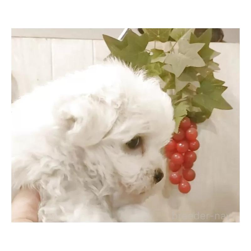 販売中の愛知県のマルチーズ-429341の5枚目