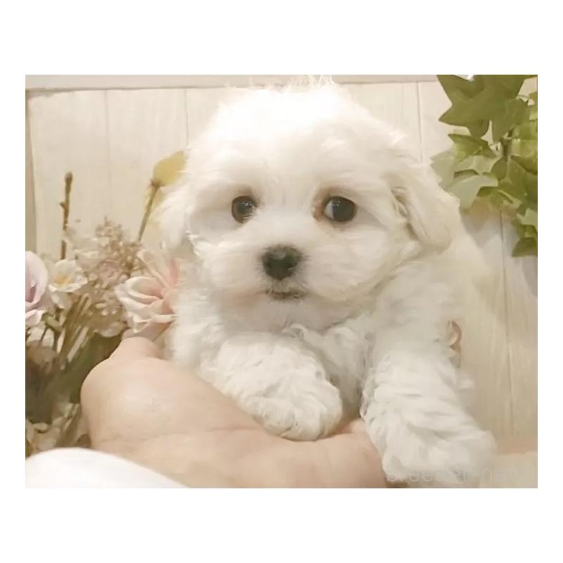 販売中の愛知県のマルチーズ-429341の4枚目