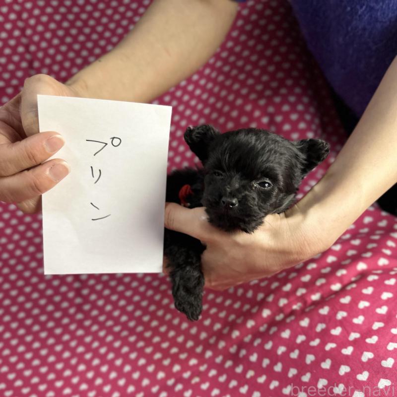 販売中の北海道のポメプー:ポメラニアン×トイプードル-429339の3枚目