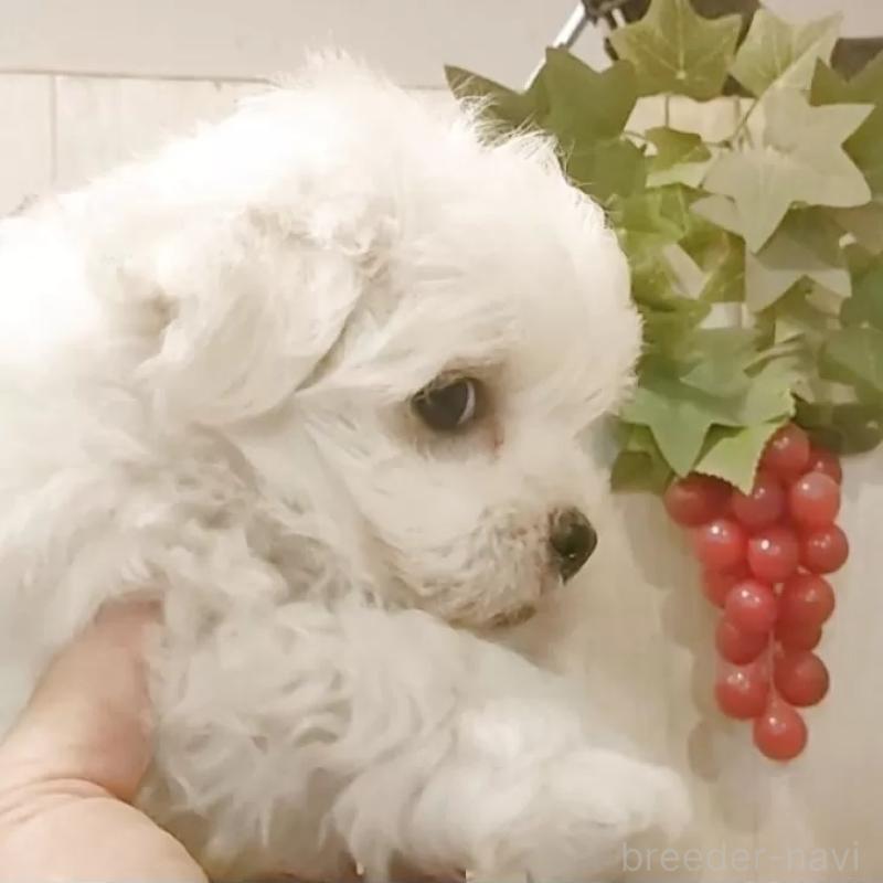 販売中の愛知県のマルチーズ-429341の2枚目