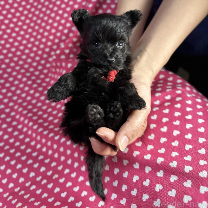 販売中の北海道のポメプー:ポメラニアン×トイプードル-429339の1枚目