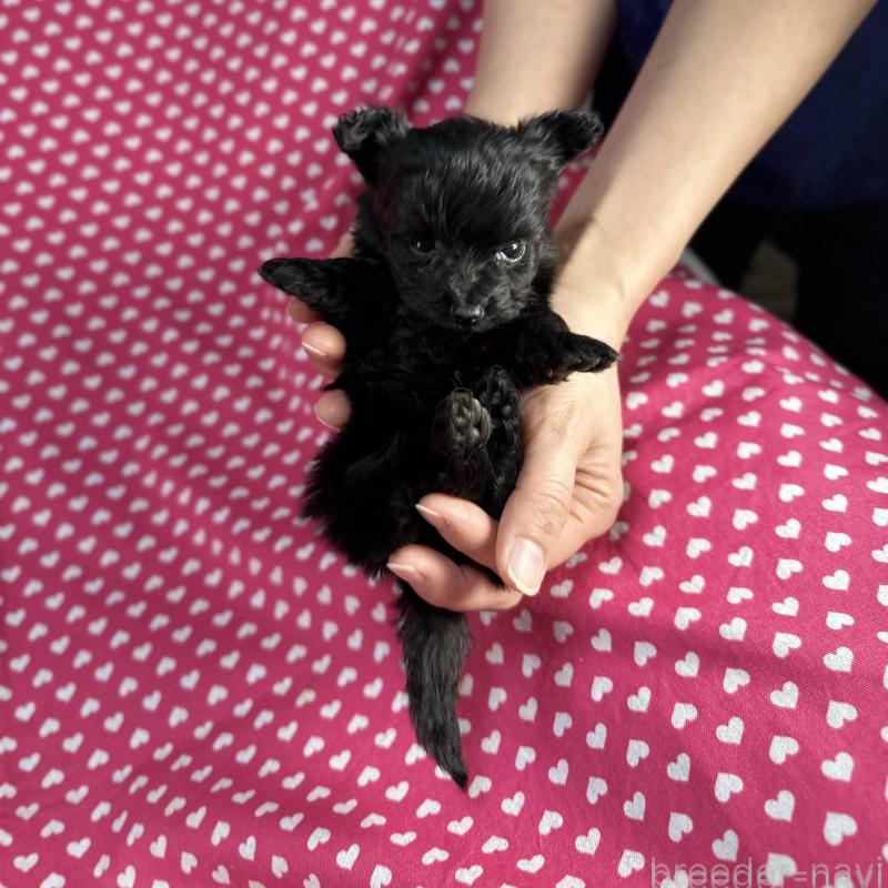 販売中の北海道のポメプー:ポメラニアン×トイプードル-429339の2枚目