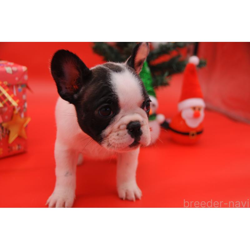 販売中の岡山県のフレンチブルドッグ-429340の1枚目