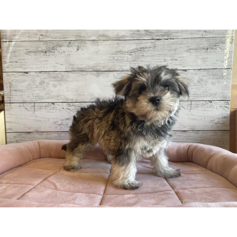 販売中の北海道のマルシュナ:マルチーズ×ミニチュアシュナウザー-427762の6枚目