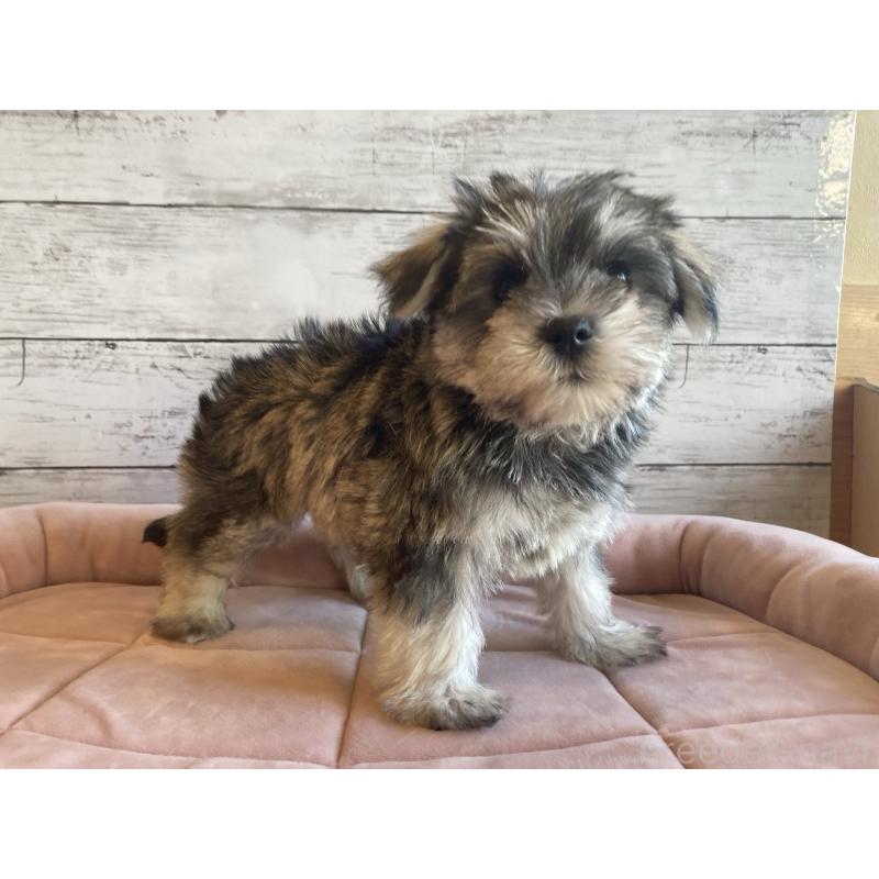 販売中の北海道のマルシュナ:マルチーズ×ミニチュアシュナウザー-427762の5枚目