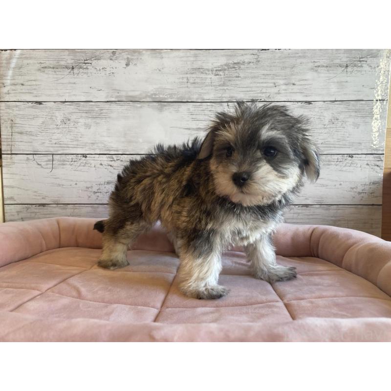 販売中の北海道のマルシュナ:マルチーズ×ミニチュアシュナウザー-427762の4枚目